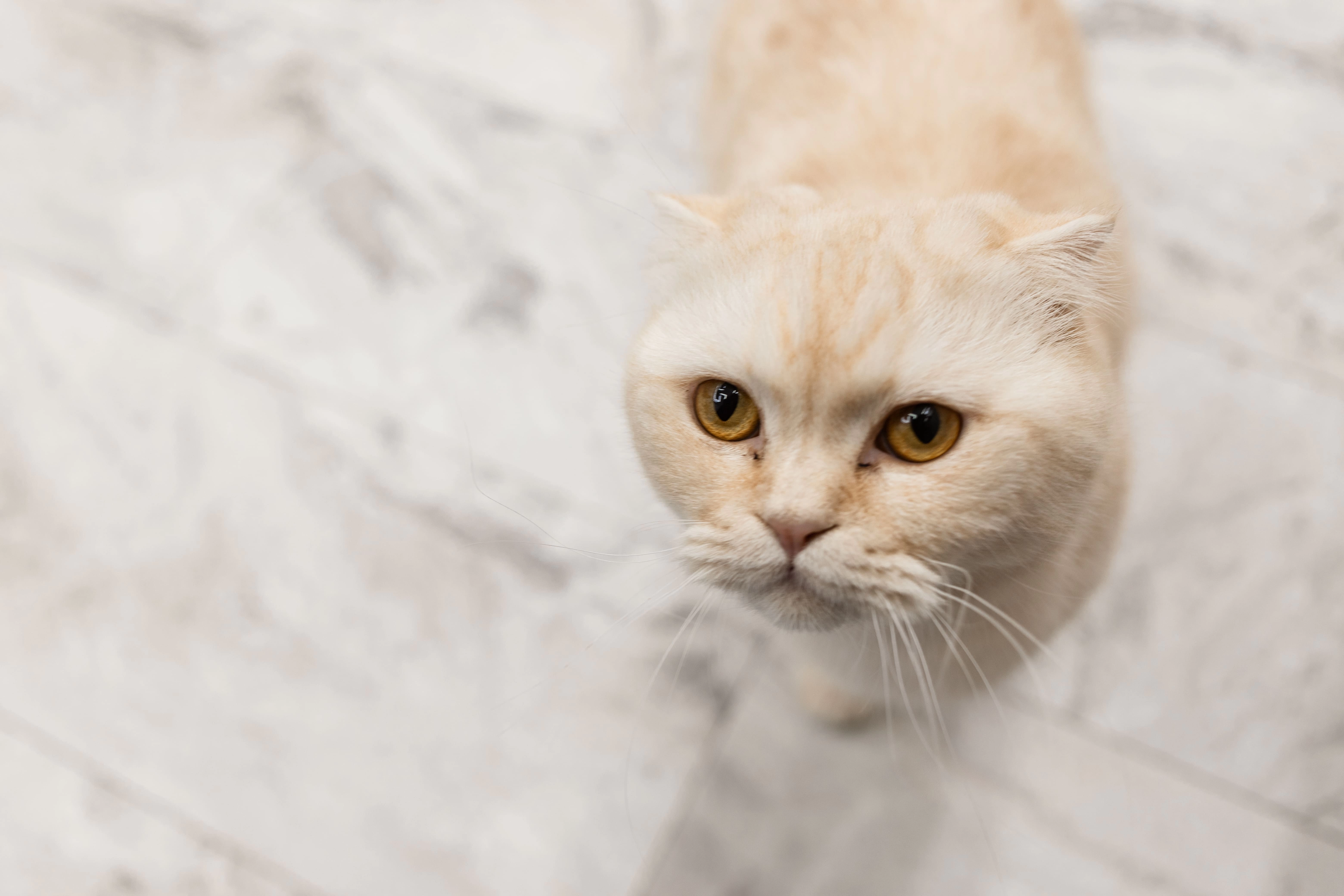 Кот на ламинате Stone Floor