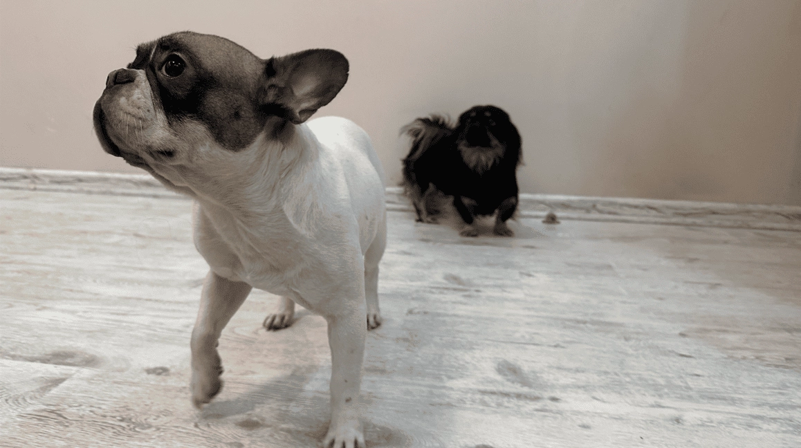 Разбухший ламинат от мочи собаки